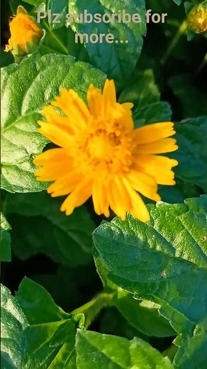 The Best Low-Maintenance Ground Cover Plant: Wedelia Groundcover Tips! ✨