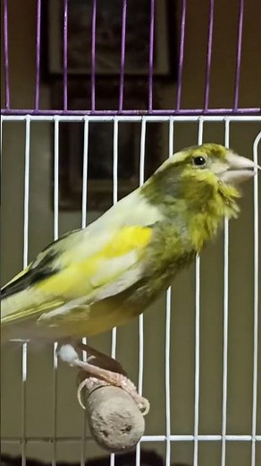 canary birds | canary calling female | canary singing | canario canto | kanari | birds sound | canar