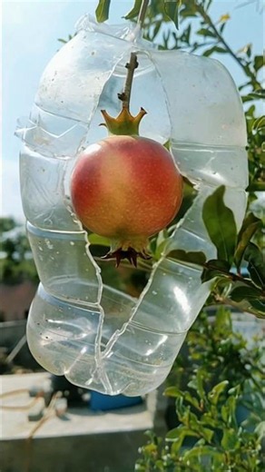 Experiment With Pomegranate #shorts