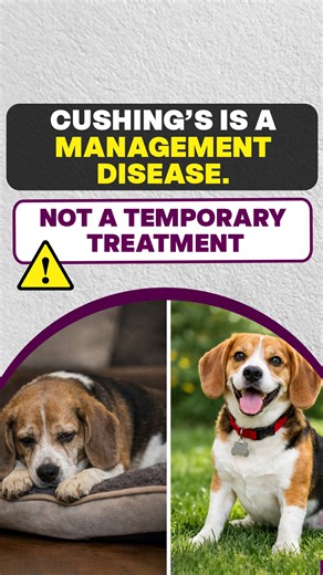 Panav Bio Tech on Instagram: "Cushing’s disease is not an “on-off” condition. Temporary symptom relief does not mean cortisol levels are under control. Irregular dosing or stopping treatment prematurely can allow hormone levels to rise again — increasing long-term risk. Cushing’s requires structured, continuous medical management under veterinary supervision. Trilostec is formulated to support consistent cortisol control as part of a long-term treatment plan. This is management — not a short cou
