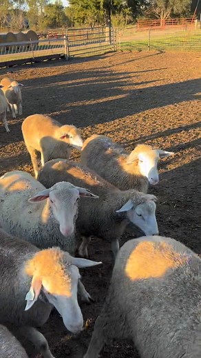 Check out these 66 Full Blood Polypay Fat Lambs, consigned by Blake Howsden, for November 4th. 36 of these are Ewe Lambs which could be breeding stock replacement. Make sure you are in the seats, Auction is scheduled to start at Noon with cattle. | Alma Livestock Auction LLC