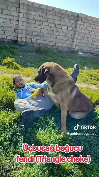 Jiu Jitsu vs Dog • • • #kesfet #keşfet #kesfetteyiz #jiujitsu #jiujitsugrappling #grappling #mma #mmafighter #dogs #dogsoftiktok #alabai #alabay #pitbull #malaklıkangal #kangal #cao #volkodav
