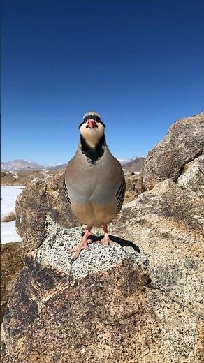 Wild Partridge Singing and Flying in Nature