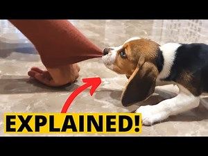 6 Common Beagle Puppy Actions and What They Mean