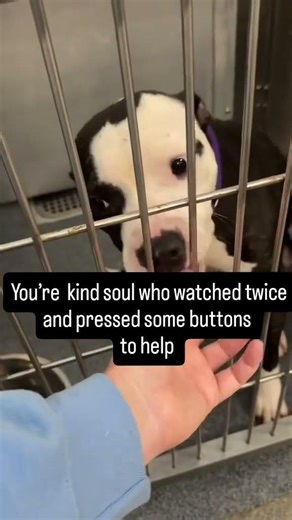 They’re still waiting for their next meal. 💔Right now—not tomorrow #usa #canada #reels #london #uk