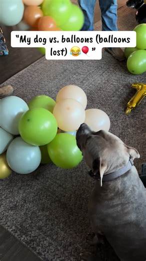 Dog Enjoys Popping Balloons in Fun Party Adventure