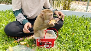 Greedy Katy Sit Inside Food Container Not Share To Other Eating | Monkey Daily