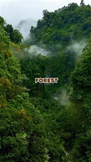 Why you don’t mess with uncontacted tribes!