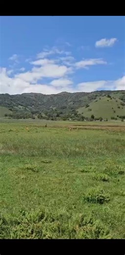 17 reactions | Behor Reedbuck at Gaysay grassland the northern part of Bale mountains national park. | Bale Mountains Hiking Tours | Facebook