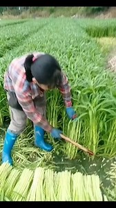 1.4M views · 3.6K reactions | ☝️ Seguinos si eres #plantalover 華...