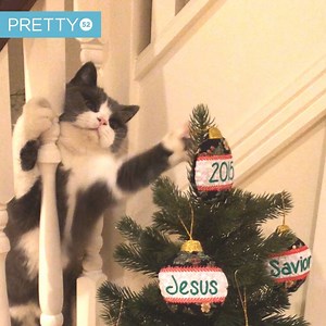 140K views · 2K reactions | Cats + trees =  | Tyla | Facebook