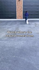 207K views · 954 reactions | Your puppy’s brain is wiring spatial...