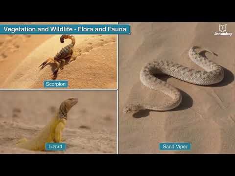 The Land of Golden Sands - Saudi Arabia | Periwinkle