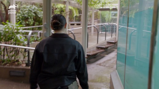 Hungry hippos! Momma Funani is teaching her baby the basics, like snack time 🥬 The season premiere of #TheZooSD starts NOW and you can stream the entire season on discovery here: https://links.discoveryplus.com/thezoosandiego | Animal Planet