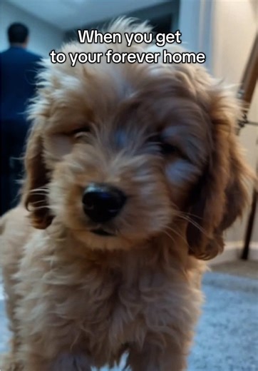 When you get to your forever home #dog #cockapoo #cockapoodog #dogmeme #dogsvideo