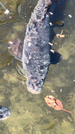 Eisteich mit Fischen