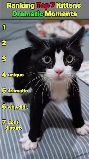 Top 7 Most Dramatic Kitten Moments #cat #catcompilation #funnycats #viralcats #catreactions #pets