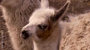 Animal llama (lama glama) is a popular inhabitant of zoos. It's a charming kid. Ukraine