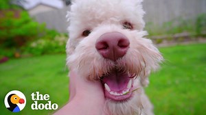 There’s A Scientific Reason Why We Love Dogs So Much - 1Funny.com