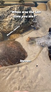 89K views · 212 reactions | Steven’s always hungry!! I swear mudskippers never stop eating  he’s quite the monster now #aquarium #aquariumhobby #aquariumfish #mudskipper #aquariums #aquariumsofinstagram #aquariumsdaily #natureaquarium | Ezziesaquatics | Facebook