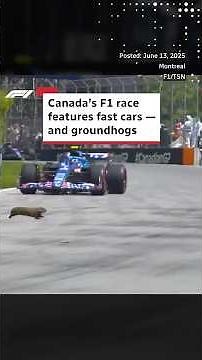 Formula 1, Montreal and ... groundhogs?