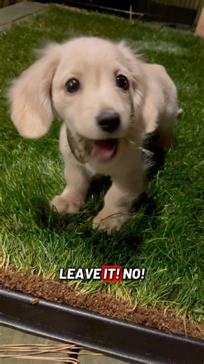 How’s potty training going? -same as it was 4 months ago #puppy #dachshund #dog