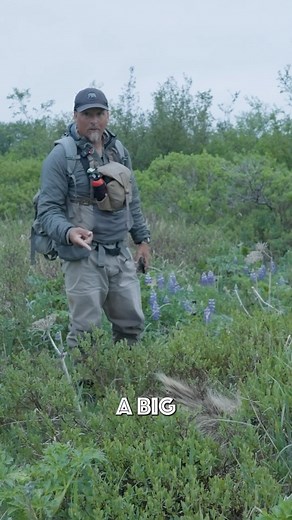 33K views · 3.7K reactions | Have you ever encountered a porcupine in...