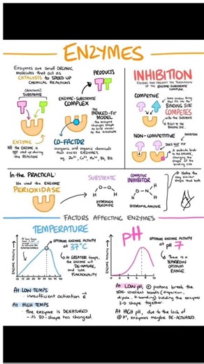 Biochemists🔬📚 on Instagram: "Enzymes: The Superheroes of Biochemistry! ✨🔬 Enzymes are tiny but mighty organic molecules that act as catalysts, speeding up chemical reactions without being used up themselves. 🧩 How they work: Substrate (reactant) fits into the enzyme → forming the enzyme–substrate complex. Through the induced-fit model, the enzyme slightly changes shape to hug the substrate more closely. End result? The substrate is converted into products, and the enzyme is free to work agai
