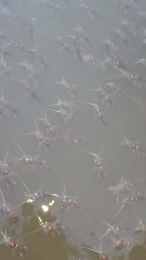 Mesmerizing School of Small Fish Swimming in Harmony