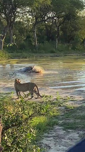 Hippo say don’t come closer #attack #wildlife #leopard #hippo