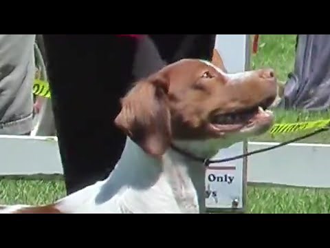 Brittany Spaniel Dog Show Specialty
