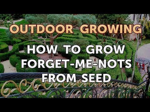 How to Grow Forget-Me-Nots From Seed