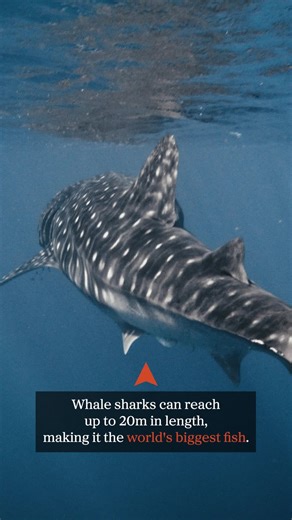 Discover Facts About Whale Sharks - The Largest Fish