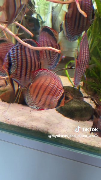 mydiscus_and_altum_world op TikTok