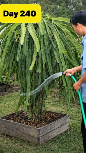 Dragon Fruit Life Cycle