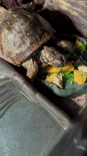 34 reactions | The Ornate box turtle from our fellow rehabber in Arizona is also doing great. | Turtle Rescue of Long Island | Facebook