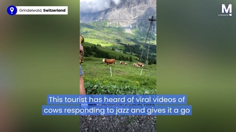 Cows entranced by man playing saxophone