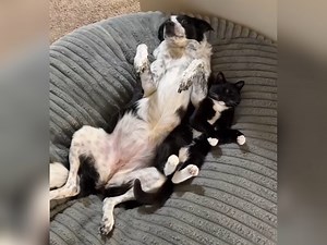 Cute cat won't leave dog's side - the web celebrates her