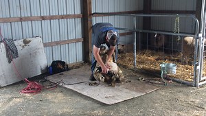 Learning about sheep and fleece