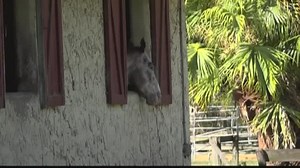 Talented Kids: Riding fast and running barrels