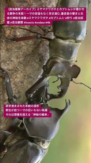 【昆虫衝撃アーカイブ】ミヤマクワガタとカブトムシが響かせる闘争の本能！一寸の妥協もなく突き進む、重低音の響きと生命の神秘を体験 #ミヤマクワガタ #カブトムシ #狩り #昆虫図鑑 #昆虫観察 #4k