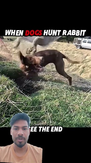 dog versis cat hunt rabbit #animals #rabbit #dogs #huntting