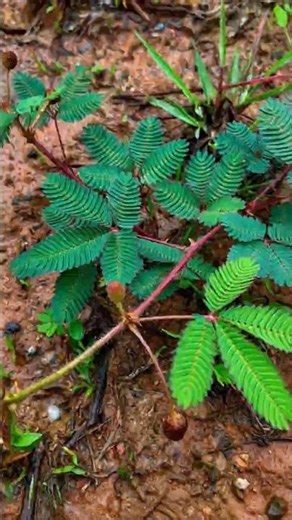 The Touch Me Not Plant Is More Powerful Than You Think! 🌿😲 #shorts #plants #farming