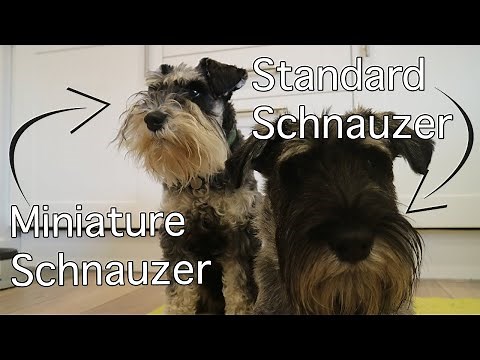 Miniature & Standard Schnauzer Size Comparison | Burt Updates #8