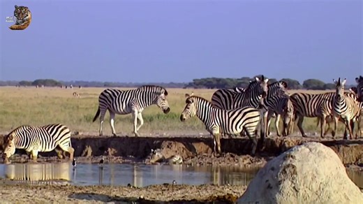 #animals #animalsdiscovery