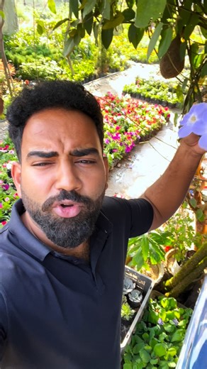 Steve Fernandes on Instagram: "“Two shades of sweetness from nature 💙💗 — Blue Trumpet Vine & Bengali Sweet Vine blooming their charm together 🌿✨ #NatureMagic” Hashtags: #BlueTrumpetVine #BengaliSweetVine #FlowerLovers #BloomBeauty #GardenVibes #NatureBloom #PlantAddict #GardeningLove #NatureInFrame #MiningBotany"