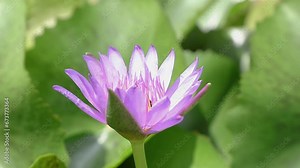 Bees swarming with lotus pollen, a swarm of bees flying in the lotus flower, nectar, lotus flower