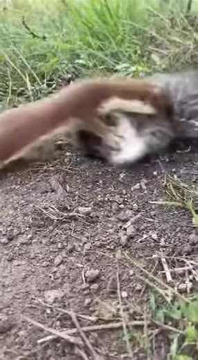 Big Cat Fights Weasel to Protect Kitten #fyp #animals #weasel #cat #funny