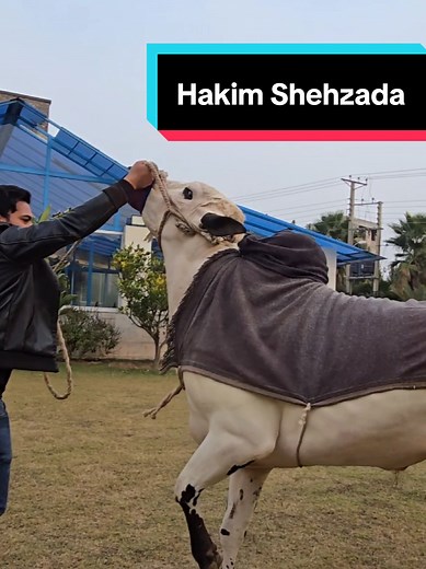 Hakim the Ultimate thunder⚡️of bakraeid 2025 #bakramandi #foryou #capcut #jntv #bakraeid2025special #dangerousbulls