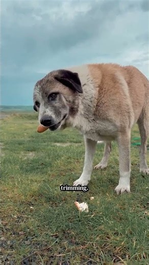 Safe Dog Nail Trimming Tips #dog #pets #dogshorts #doggroom #doggrooming#dog